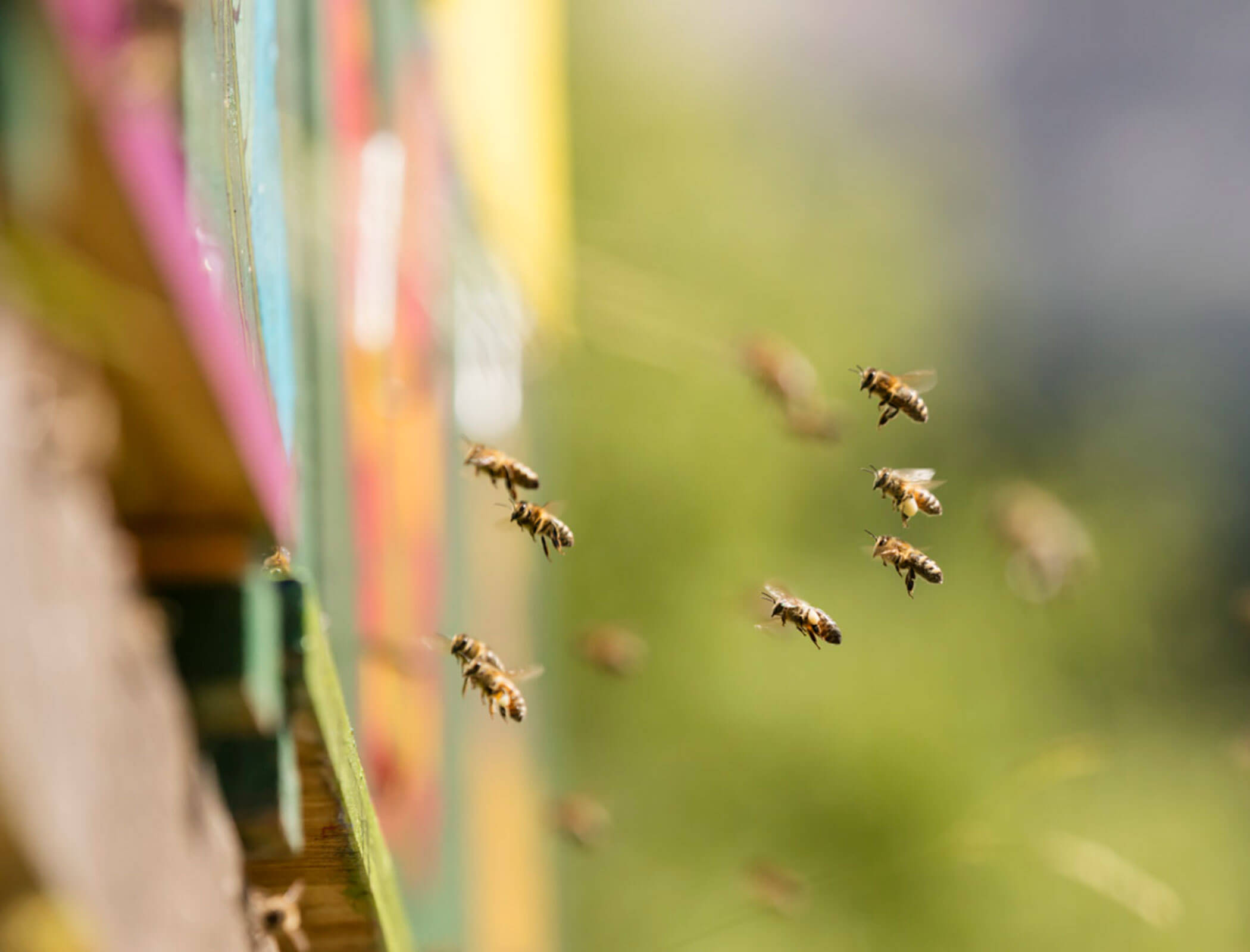 Bienenstock - Karerhof