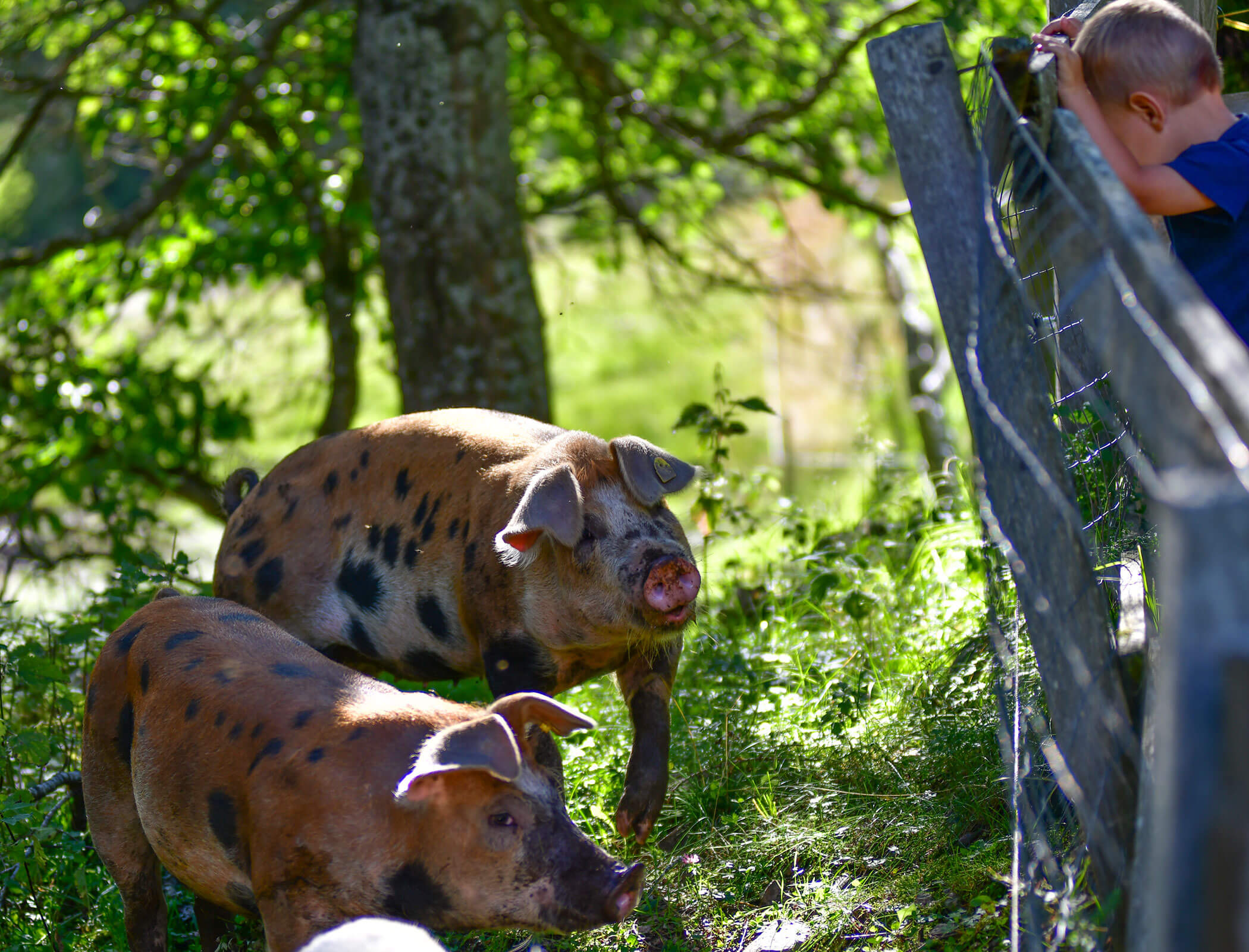 Schweine am Karerhof